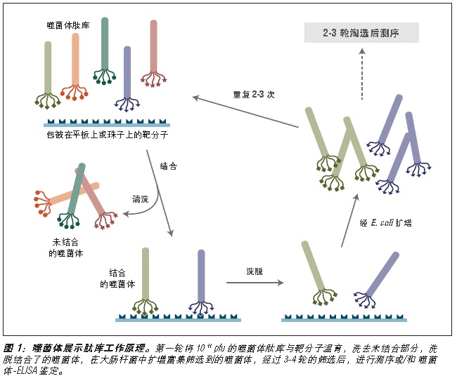 NEB代理 , 糖生物学与蛋白质工具 , 噬菌体展示