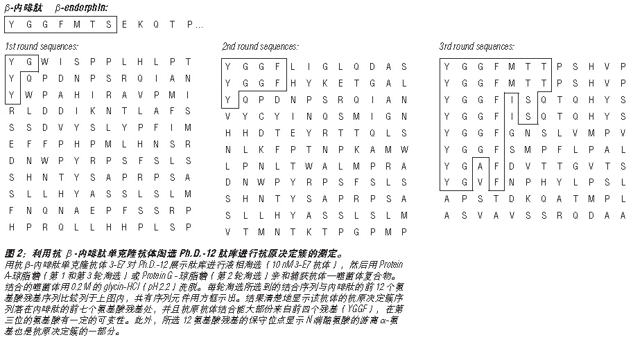 NEB代理 , 糖生物学与蛋白质工具 , 噬菌体展示