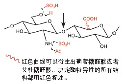 NEB代理 , 糖生物学与蛋白质工具 , 肝素裂解酶