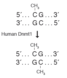 NEB代理 , 表观遗传学 , 组蛋白/DNA 甲基转移酶