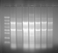 美国MOBIO组织细胞RNA提取试剂盒（UltraClean&reg;Tissue RNA Isolation Kit）