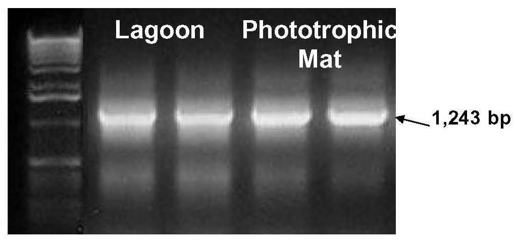 美国MOBIO细菌薄膜RNA提取试剂盒PowerBiofilm&#8482; RNA Isolation Kit