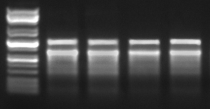 美国MoBio 粪便RNA提取试剂盒 PowerMicrobiome&#8482; RNA Isolation Kit